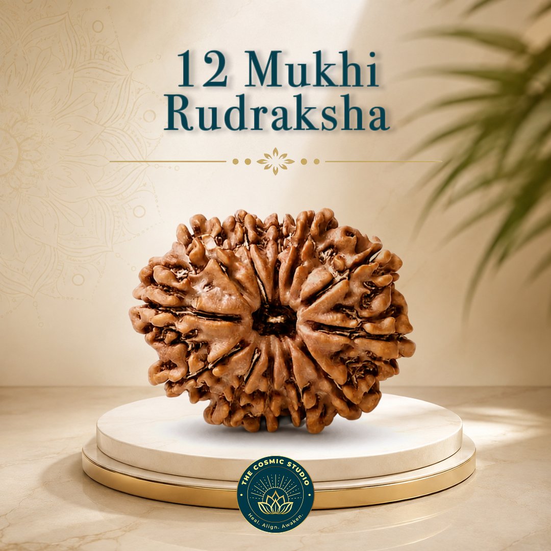 12 Mukhi Rudraksha