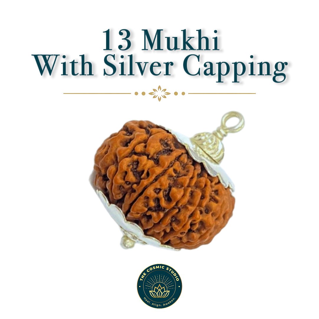 13 Mukhi Rudraksha preview