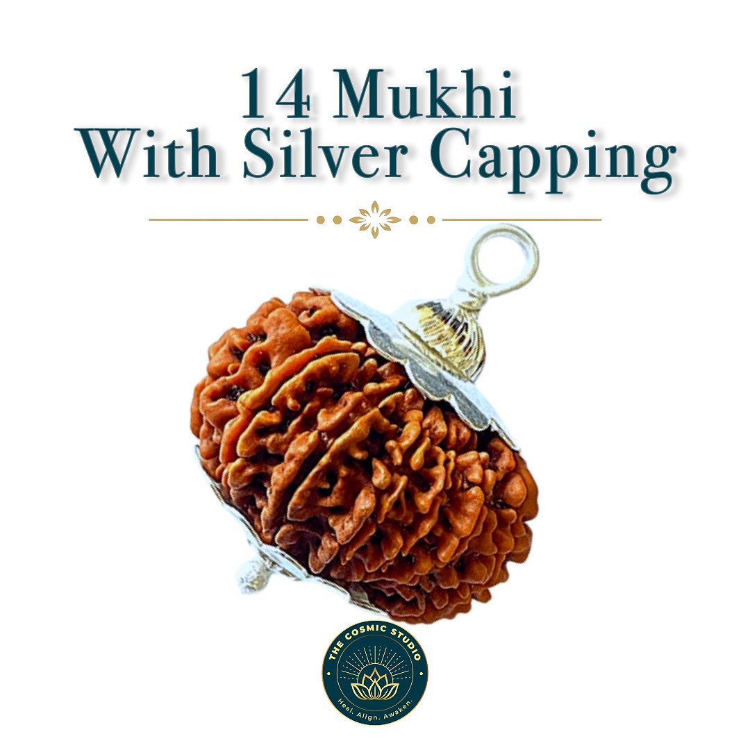 14 Mukhi Rudraksha preview