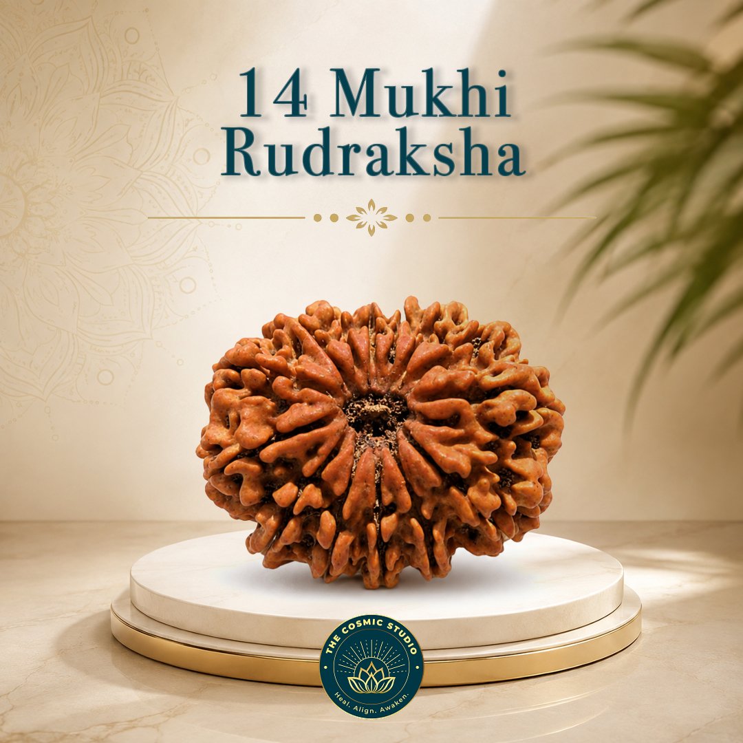 14 Mukhi Rudraksha