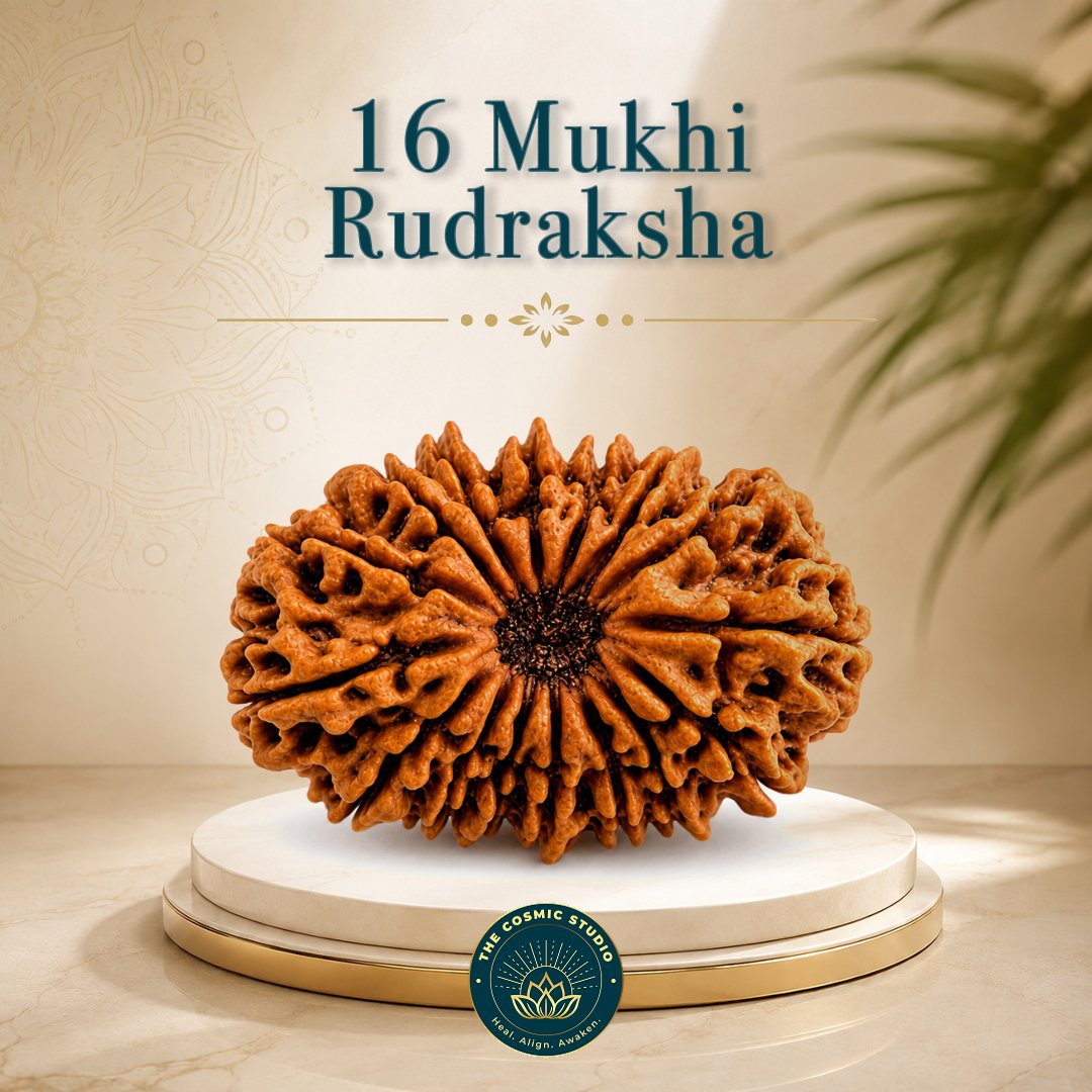 16 Mukhi Rudraksha
