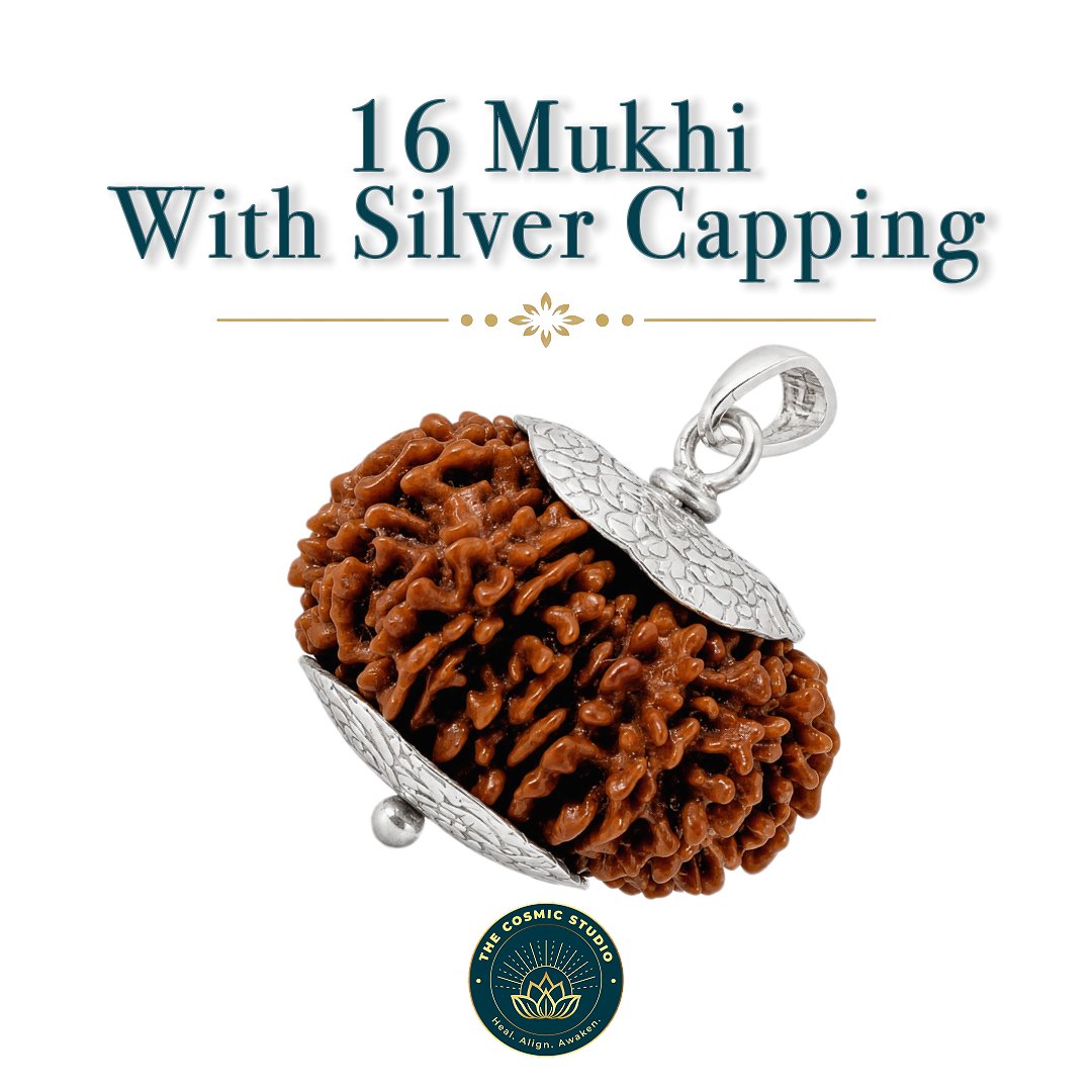 16 Mukhi Rudraksha preview