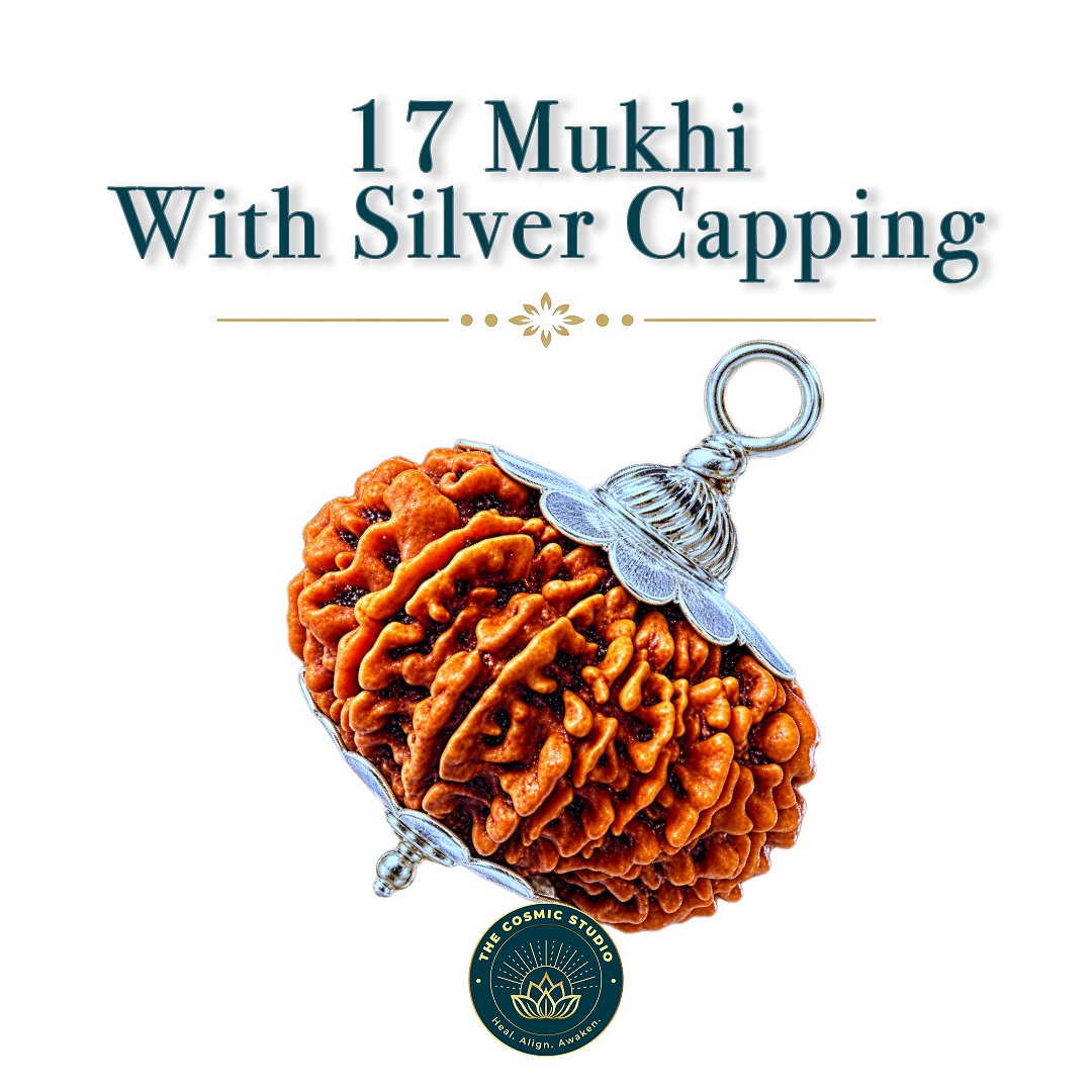 17 Mukhi Rudraksha preview