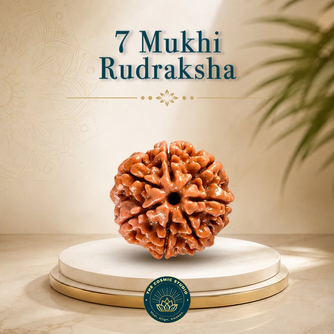 7 Mukhi Rudraksha