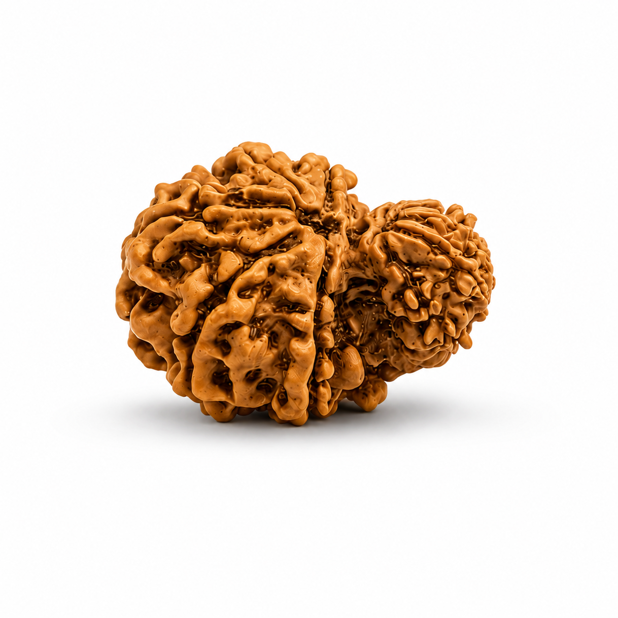 Garbh Gauri Rudraksha preview